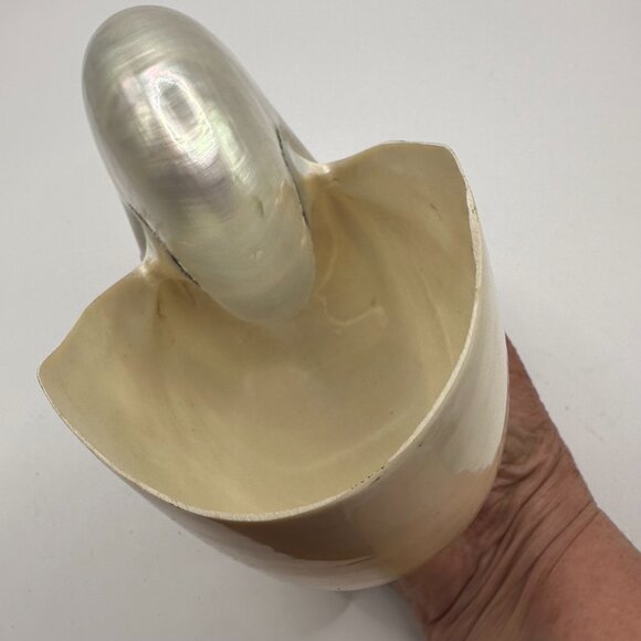 Polished Pearl Nautilis Shell 5" - Picture 5 of 6